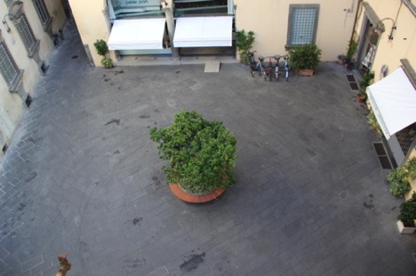 That is an orange tree in the middle of our piazza